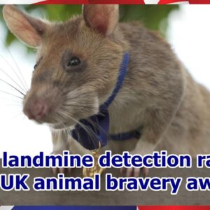 Heroic landmine detection rat wins top UK animal bravery award