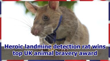 Heroic landmine detection rat wins top UK animal bravery award