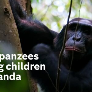 Chimps have killed or injured dozens of children in Uganda