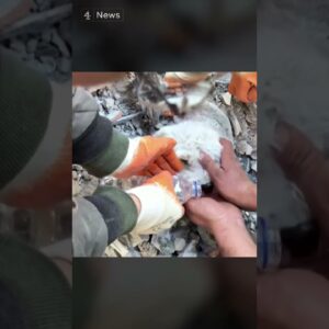 Dog saved from Turkey earthquake rubble