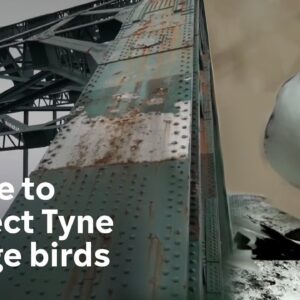 Battle to protect Tyne Bridge’s endangered residents for 100 year celebration