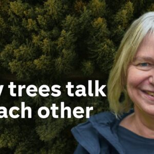 “Our economy drives deforestation” - Suzanne Simard on protecting our forests