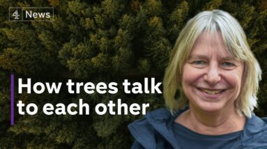 “Our economy drives deforestation” - Suzanne Simard on protecting our forests
